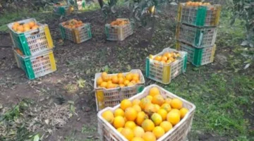 15 جنيه للبرتقال.. استقرار أسعار الفاكهة بأسواق بورسعيد اليوم